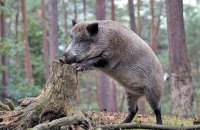 Посол Британії в Австрії зазнав нападу дикого кабана