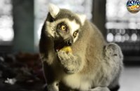 У Київському зоопарку їжу тваринам готують на дровах