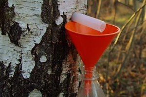 ​На Буковине состоится Фестиваль березового сока