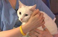 Кошка выжила после падения с 19-го этажа