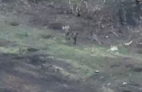 За зиму Місія ООН зафіксувала страти 32 українських військовополонених