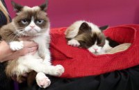 Умерла кошка Grumpy Cat