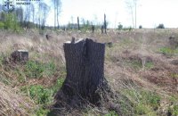 На Житомирщині незаконно вирубали 4300 дерев, збитки склали 34 млн грн