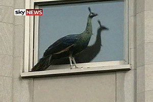 Сбежавший из зоопарка павлин забрался на высотное здание