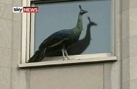 Сбежавший из зоопарка павлин забрался на высотное здание