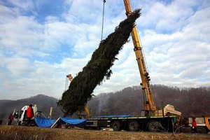 30-метровую карпатскую ель подготовили к транспортировке в Ватикан