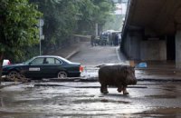 У Тбілісі шукають ще одного тигра і гієну, які втекли
