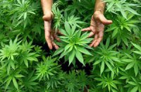 На Харьковщине бизнесмен засеял коноплей 70 гектаров