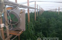 У Запорізькій області поліцейські "накрили" плантацію марихуани площею понад 5 га