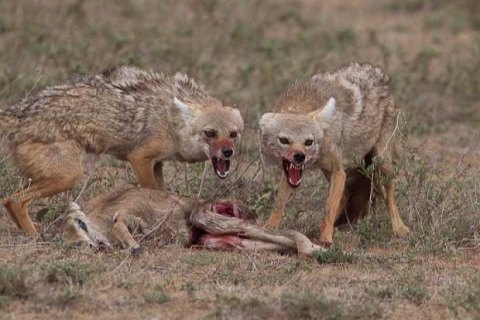 Из-за боевых действий на Донбассе появились шакалы, - зоолог