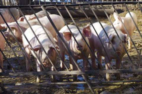 У Харківській і Миколаївській областях зафіксовано випадки АЧС