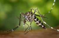 У Європі через всесвітнє потепління можуть поширюватися лихоманкові захворювання денге та чікунгунья