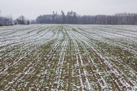 МинАПК назвало хорошим состояние озимых
