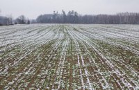 МинАПК назвало хорошим состояние озимых