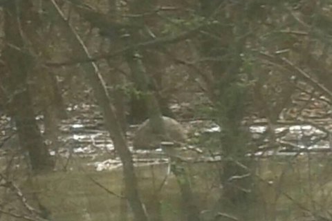 У Дунаї в районі Ізмаїла спливла четверта за місяць морська міна