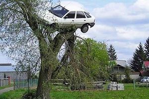 Поляк нашел свой автомобиль на дереве