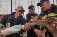 На Київщині під час гасіння пожеж вогнеборці врятували двох оленят