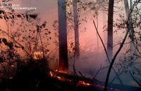 На Житомирщині горить ліс на території заповідника "Древлянський"