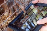 Орангутангов научили общаться с помощью iPad