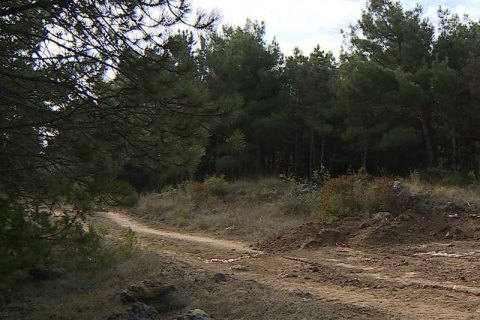 У Севастополі планують вирубати 5 тисяч зелених насаджень задля будівництва медичного кластеру