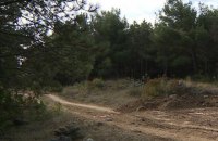 У Севастополі планують вирубати 5 тисяч зелених насаджень задля будівництва медичного кластеру