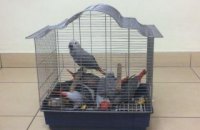 В самолете из Турции одесские пограничники обнаружили экзотических попугаев