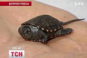 В Днепропетровске из музейных экспонатов вылупились черепашки