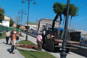 В "Киевзеленстрое" рассказали, куда дели деревья, посаженные к Дню крещения Руси