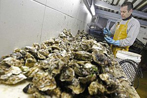 Во Франции взлетели цены на устрицы