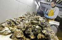 Во Франции взлетели цены на устрицы