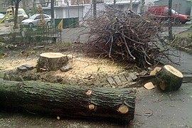 «Закатать в асфальт»