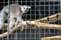 В Киевском зоопарке показали кошачьих лемуров
