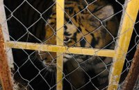 В Киеве на Жуковом острове нашли запертых в вольеры тигров
