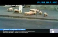 В центре Кишинева произошел переполох из-за стада свиней