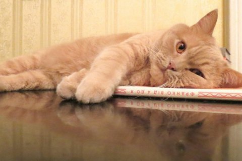 Львовский музей готов принять на работу рыжего кота