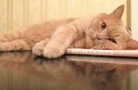 Львовский музей готов принять на работу рыжего кота