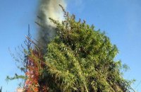 СБУ сожгла 60 тысяч кустов конопли в Черкасской области