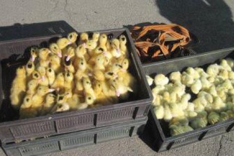 Украинец пытался пронести в Россию 270 цыплят, утят и индюшат
