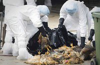 У Китаї зафіксували спалах пташиного грипу