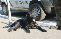 В Киевсовете предложили создать зоополицию