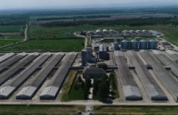 На крупной свиноферме во Львовской области обнаружили африканскую чуму свиней