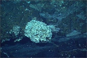 На дне Марианской впадины найдены гигантские одноклеточные организмы