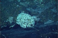 На дне Марианской впадины найдены гигантские одноклеточные организмы