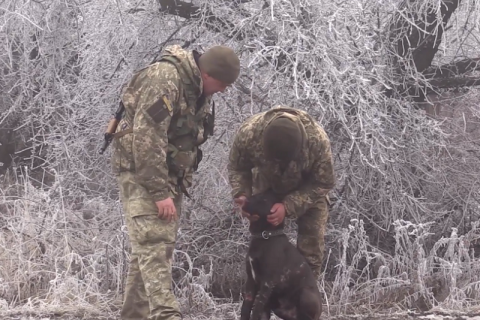Военный врач пять часов оперировала раненую фронтовую собаку
