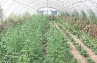 Поліція за допомогою вертольота виявила дві плантації конопель у Запорізькій області