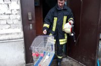 У Горішніх Плавнях пожежники винесли з палаючої квартири кролика, папугу і кота