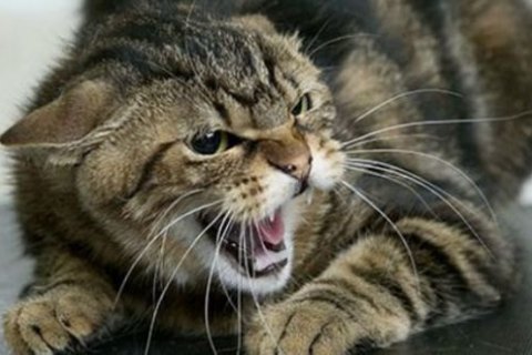Минздрав направил в регионы вакцины для профилактики бешенства