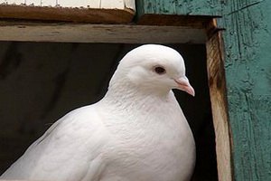 В Коктебеле разоблачили голубей-мошенников