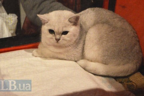 Украина вошла в топ-10 стран с наибольшим количеством домашних котов