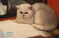 Украина вошла в топ-10 стран с наибольшим количеством домашних котов